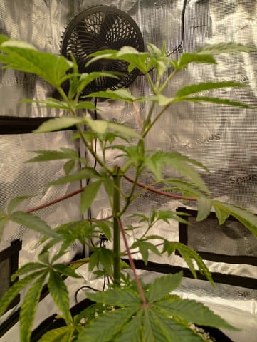 Photo Time📸🕞 — vegetative, day 47