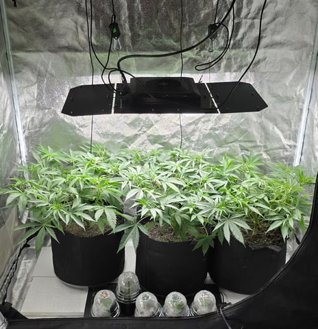 Attack Of The Clones — vegetative, day 24