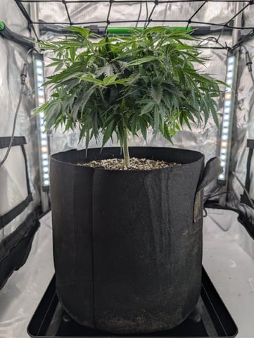 C99 CloneWars! — vegetative, day 34