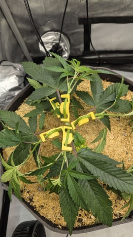 Strawberry Sugar  — vegetative, day 40