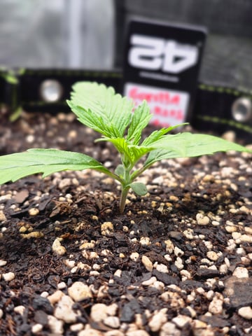 Gorilla Cookies auto  — vegetative, day 10