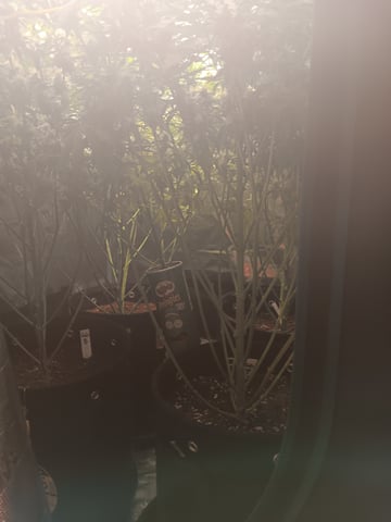 Gurilla Glue #4 × Samsquatch autos — flower, day 65