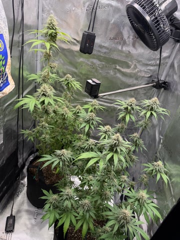  Trying to go big — flower, day 121