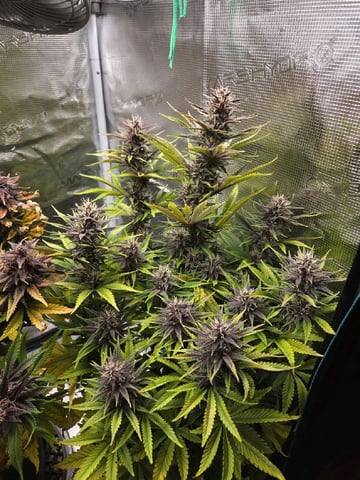 second grow — flower, day 61