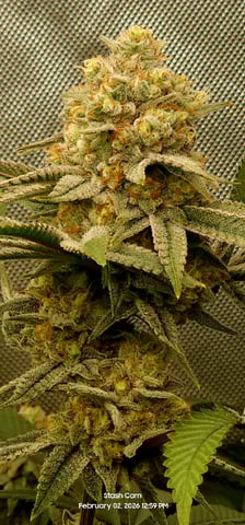 Another Custom Creation — flower, day 128