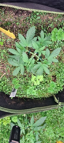 First Grow with the new setup  — vegetative, day 27