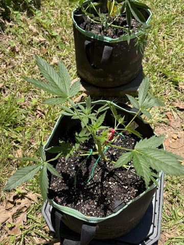 Indoor & Outdoor Grow 6 — vegetative, day 19