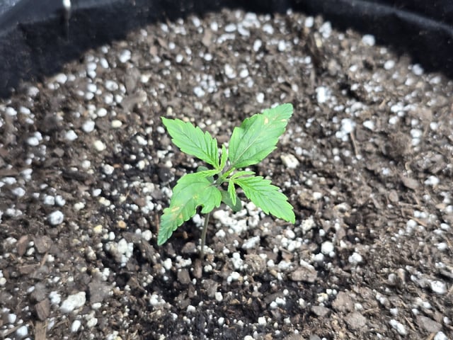 Autos AGAIN — vegetative, day 14