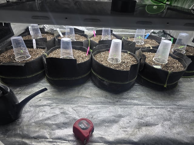 Autos AGAIN — seedling_rooting, day 8