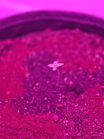 First Grow — seedling_rooting, day 4