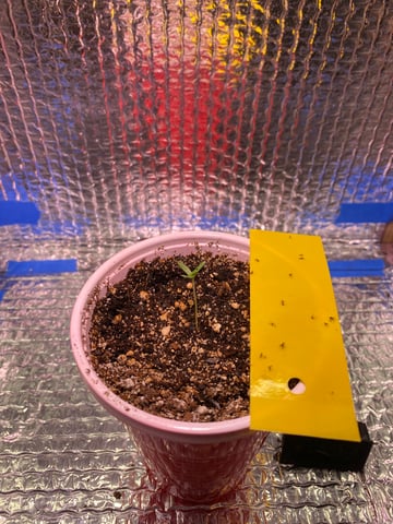 The White X Run Away Bride #3 — seedling_rooting, day 10