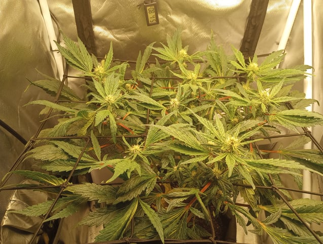 Wizard Punch first grow  — flower, day 80