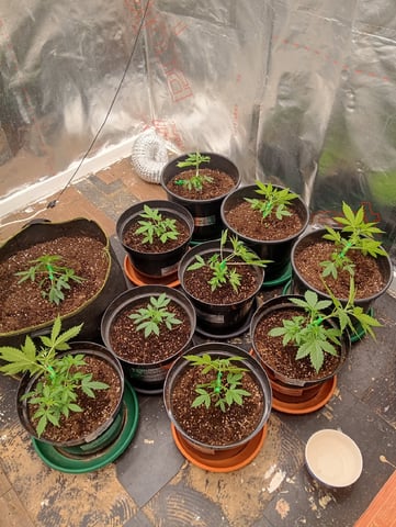 4 Different Kinds Of Autos 