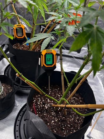 Am inside — vegetative, day 26