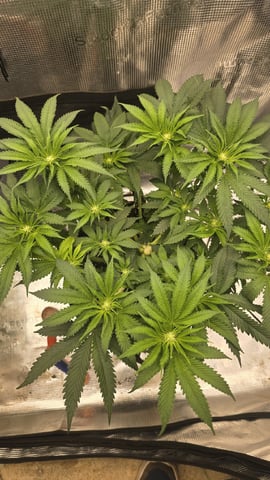 mc nuggets r1 — flower, day 55