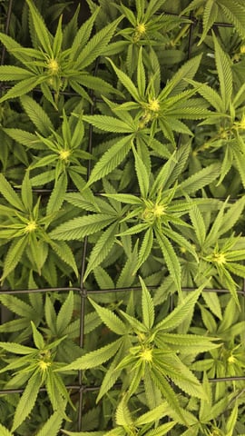 Strawberry Sugar  — flower, day 75