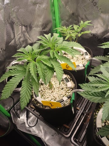 Mainely Genetics Micro Pheno Hunt — vegetative, day 33