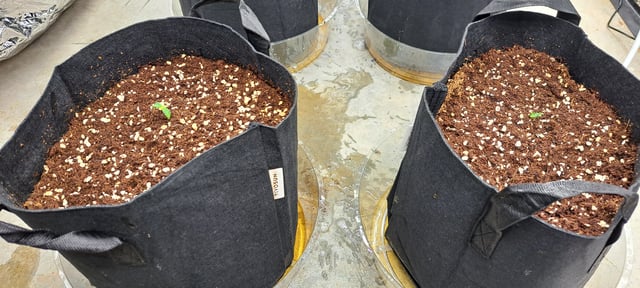 Second Grow  — vegetative, day 16