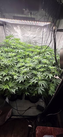 Maple Nectar  — flower, day 56