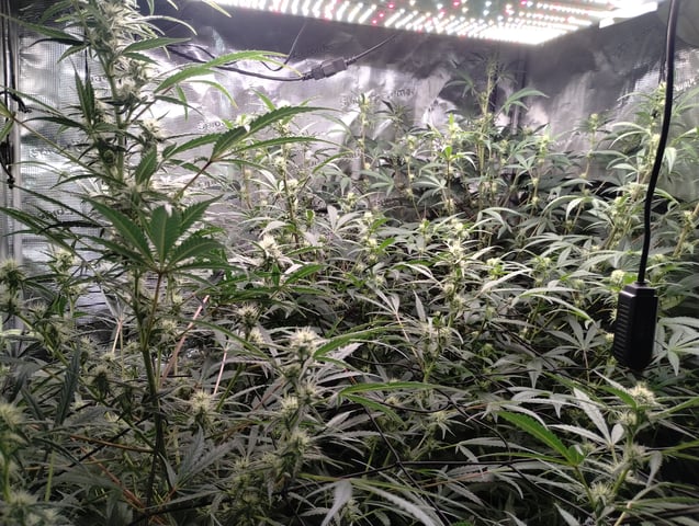 First grow — flower, day 67