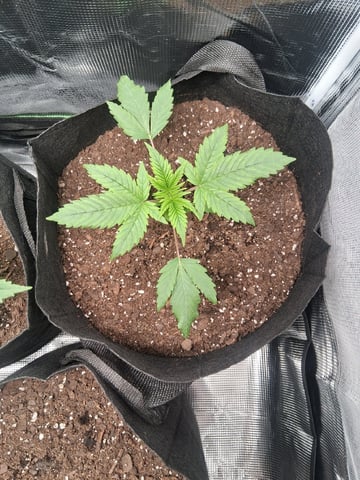 First Indoor Grow  — vegetative, day 21