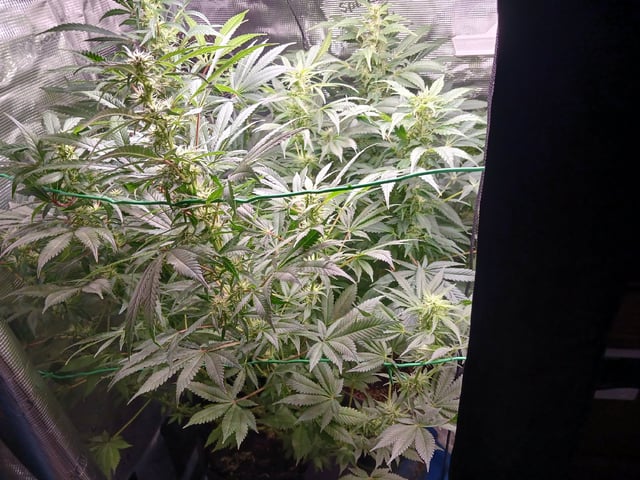 9lbhammer feminized  — flower, day 64