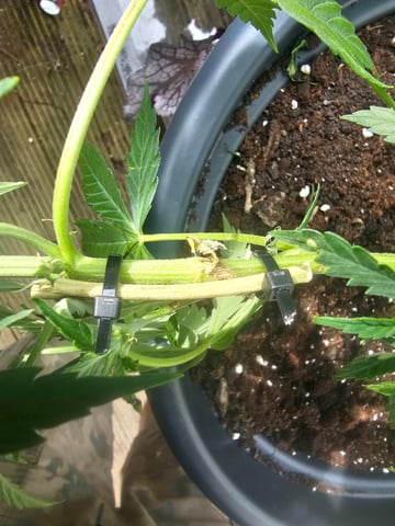 bubblegum  — flower, day 6