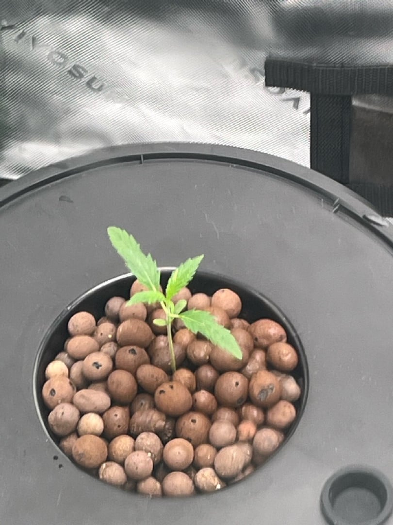 1st grow