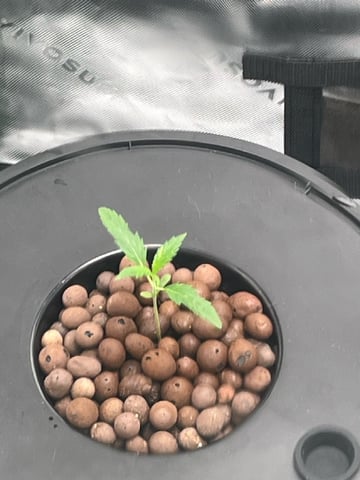 1st grow