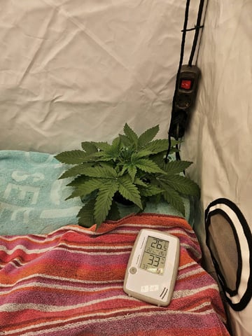 PITA — vegetative, day 31