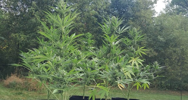 Outdoor Grow  — flower, day 12
