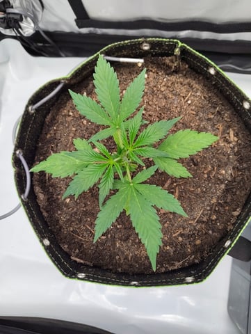 Critical Runtz ( Sensi Seeds ) — vegetative, day 6