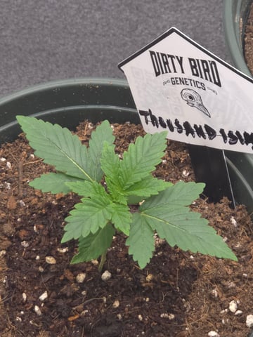 Dirty Bird - Thousand Island Fem & Platinum Kush Breath Remix x Grape Cakehead Fem Photo  — vegetative, day 9