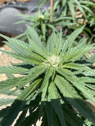 Solfire Gardens Grow — flower, day 113