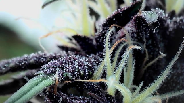 Moving On — flower, day 33