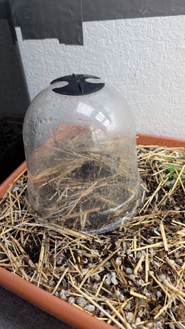 Quick Auto Grow — germination, day 1