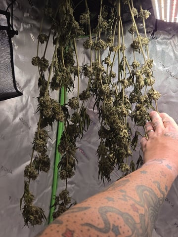 Bruce Banner #4  — harvest, day 126