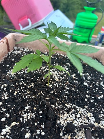 White Widow Twins — vegetative, day 26