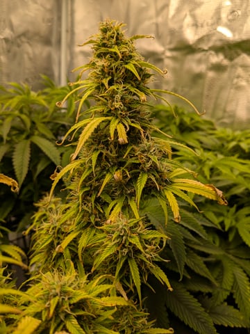 first grow — flower, day 72