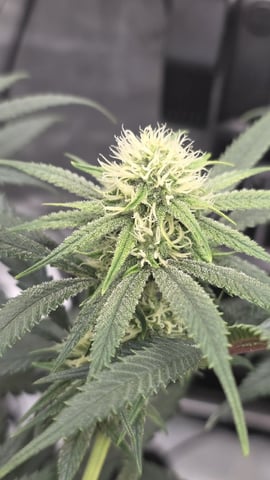 lilac diesel Rbx2 — flower, day 88