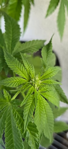 Mystery Weed Plant — vegetative, day 99