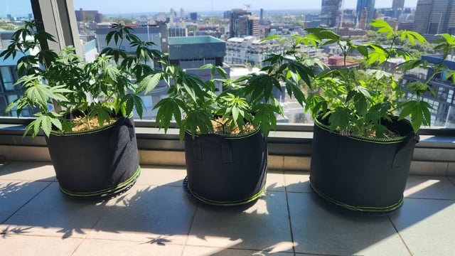 Royal Highness — vegetative, day 63