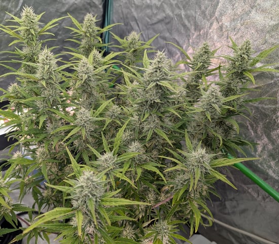 Perpetual Autoflower Mixed Grow #3 — flower, day 111