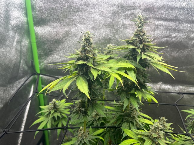 My First Four — flower, day 103