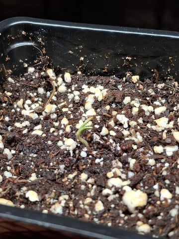 Astro cheese — germination, day 3