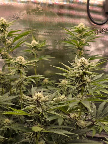 Northern lights #10 (Alaska) — flower, day 60