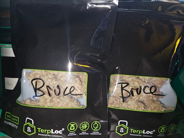 Mimosa Bruce Banner XL