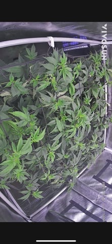 grow 4 — flower, day 54