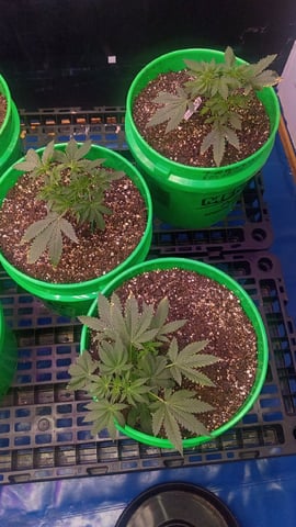 Third Grow — vegetative, day 40