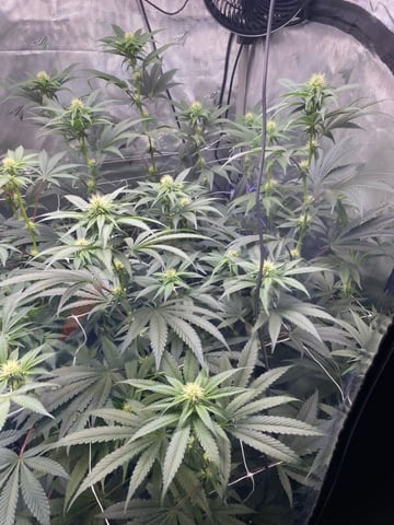 E Grow  — flower, day 14